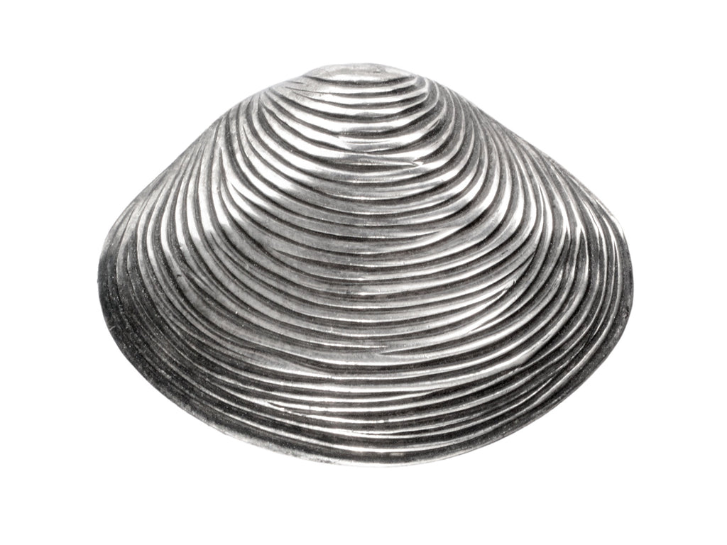 A silver ribbed clam shell brooch on white background.