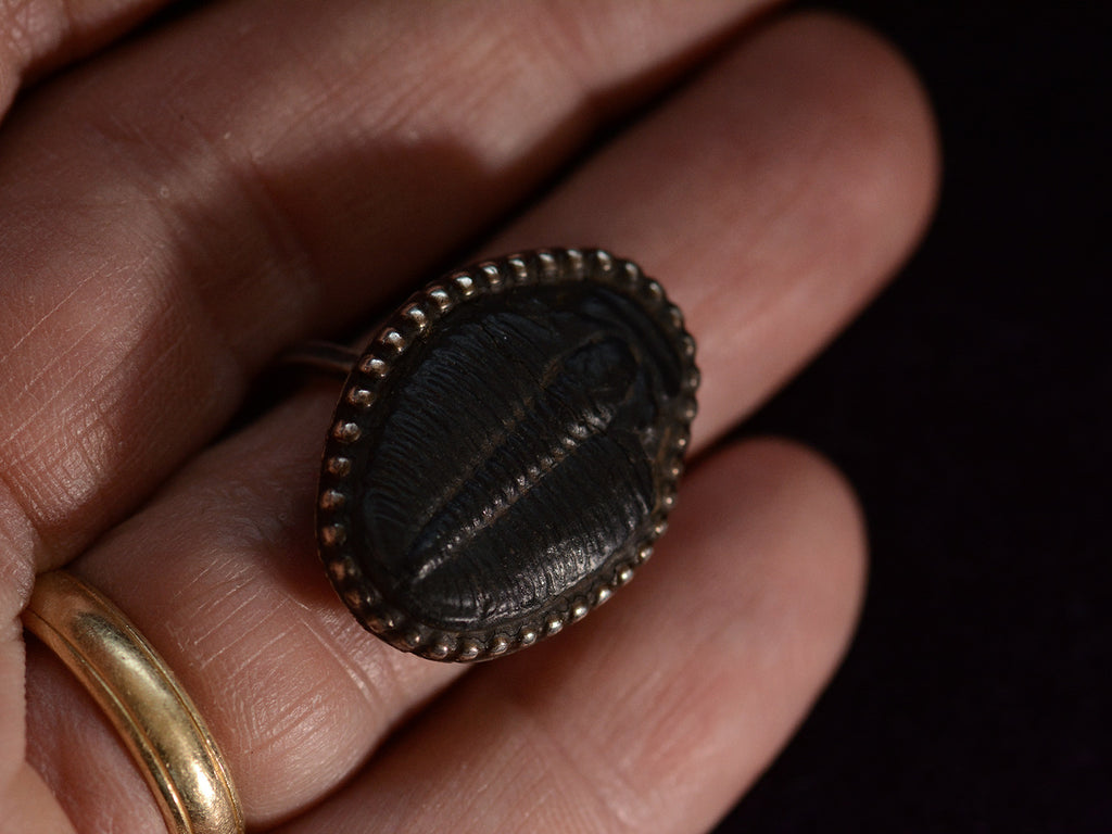 Front view of black trilobite fossil ring in silver (shown on hand)
