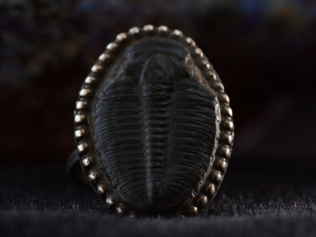 Front view of black trilobite fossil ring in silver (shown on dark background)